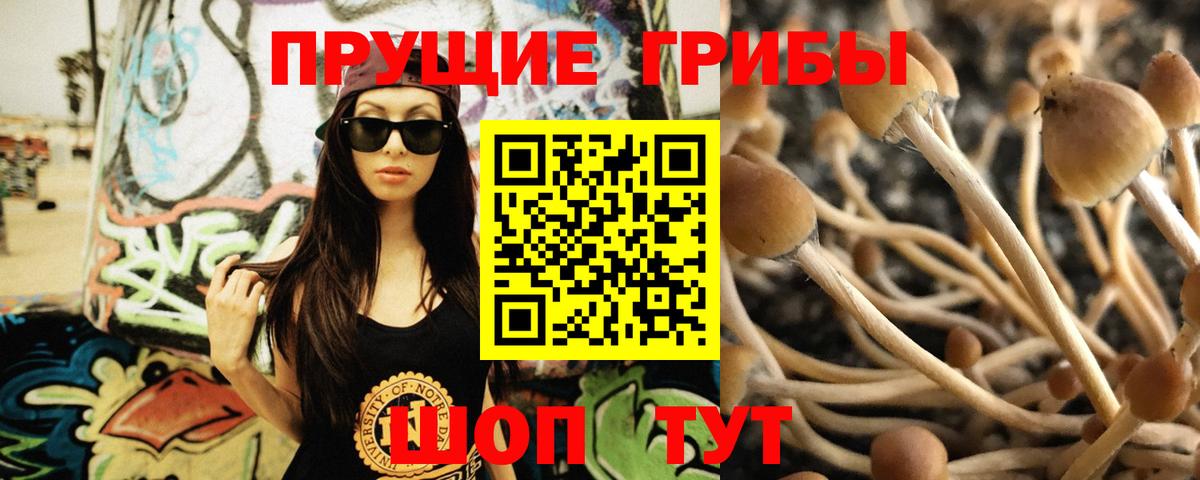 Свободный  Псилоцибиновые грибы прущие грибы  Вход с VPN 